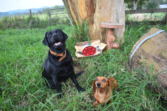 Christmas feeder tray bundle